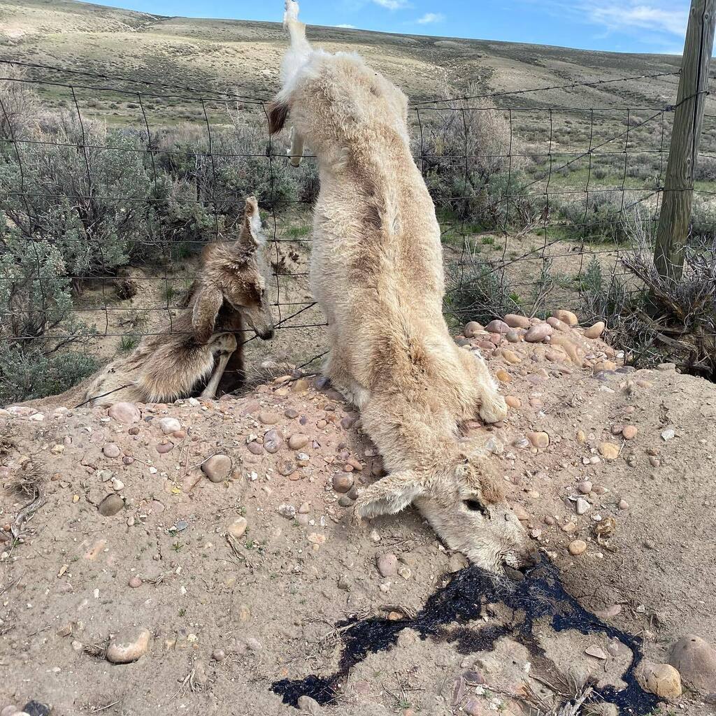 BestCarcass's tweet photo. 2 for 1. #deaddeer #wyoming #carcass #fencing https://t.co/MQp3UtsE00