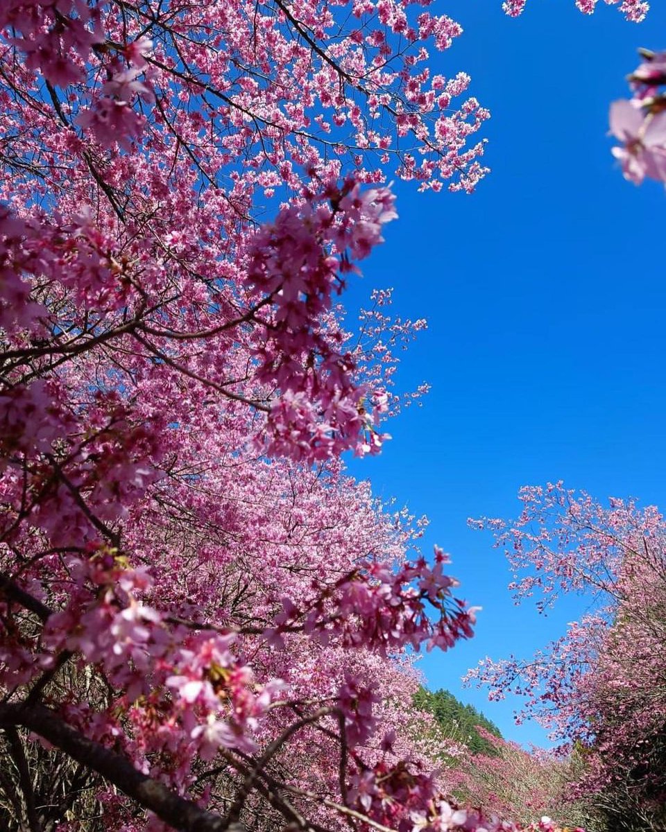 真っ赤な花,青い空,忘れられない絶景です😙