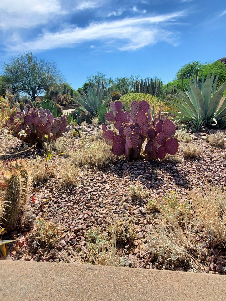 Had fun at the Desert Botanical Garden. Beautiful 😍