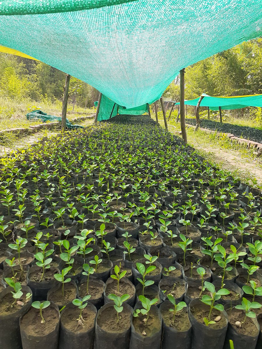 DinanathB's tweet photo. Nature based solutions to #flood risk reduction & #resilience in #Chure #river basins
#CFUGs face technical and financial challenges to continue these practices without external support. #Market #Governance https://t.co/Hz5QbQMlE4