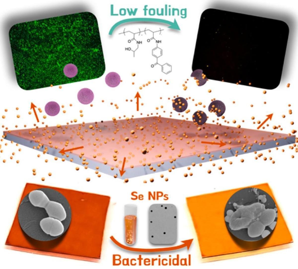 Fanyi Li (@fanyili_bioeng) on Twitter photo Excited to share my first contribution to the antimicrobial resistance field! Grateful for the incredible collaboration with <a href="/taohuang_bme/">Tao Huang</a> <a href="/AndreaJOConnor/">Andrea O'Connor</a> <a href="/NicoVoelcker/">Nicolas H. Voelcker @nicovoelcker.bsky.social</a> <a href="/DrDanielHeath/">Dr Daniel Heath, recruiting PhD students</a> <a href="/CSIRO/">CSIRO</a> <a href="/UniMelb/">University of Melbourne</a> | Check authors.elsevier.com/c/1h5jO4x7R2gM…
#AntimicrobialResistance #medicaldevices Excited to share my first contribution to the antimicrobial resistance field! Grateful for the incredible collaboration with <a href="/taohuang_bme/">Tao Huang</a> <a href="/AndreaJOConnor/">Andrea O'Connor</a> <a href="/NicoVoelcker/">Nicolas H. Voelcker @nicovoelcker.bsky.social</a> <a href="/DrDanielHeath/">Dr Daniel Heath, recruiting PhD students</a> <a href="/CSIRO/">CSIRO</a> <a href="/UniMelb/">University of Melbourne</a> | Check authors.elsevier.com/c/1h5jO4x7R2gM…
#AntimicrobialResistance #medicaldevices