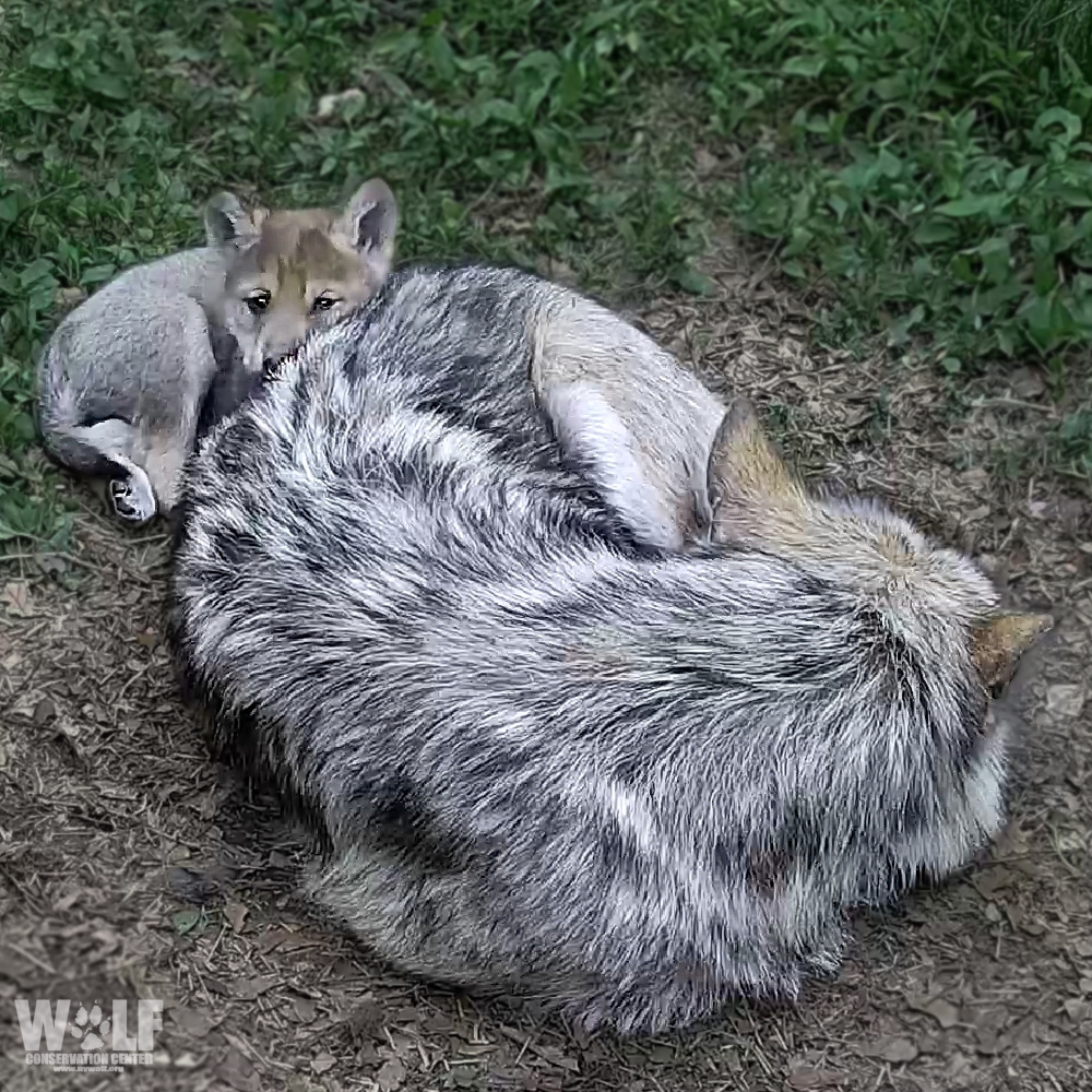 Wolf Conservation Center 🐺 tweet media