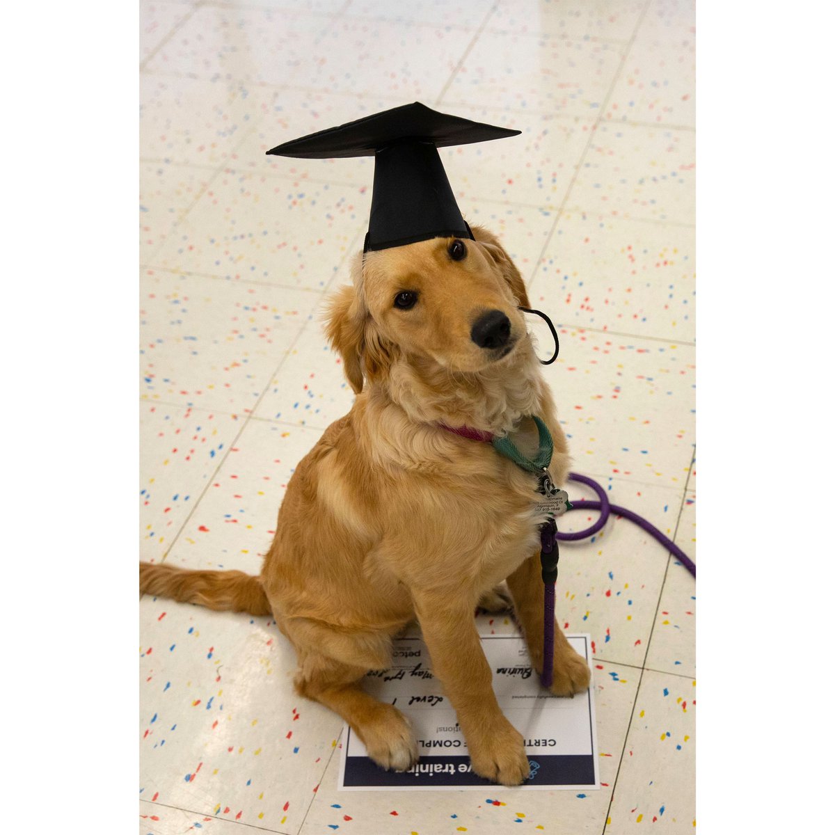 Golden retriever Cali graduates puppy school at Petco under the teaching of Antonella. #petco #goldenretriever #goldenpuppy #puppyschool #ilovegoldens