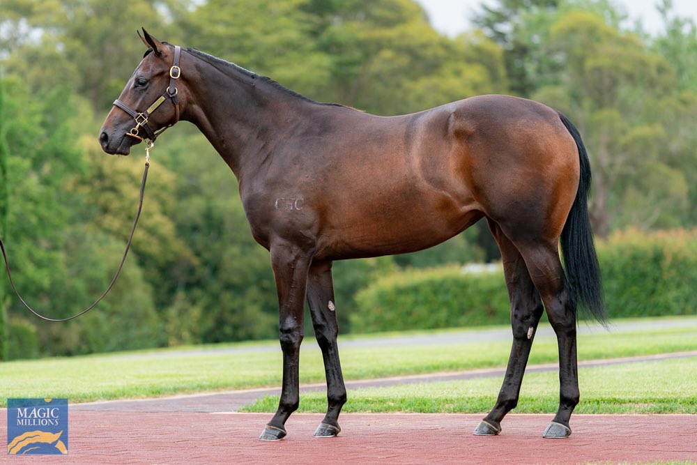 stableofstars_'s tweet photo. @stableofstars_ is so proud to present this great opportunity to race with our partners @TrilogyRacing1 to be trained by @KennewellRacing 

For more information please 📧 info@stableofstars.com.au 
#stableofstars #feellikeracingroyalty https://t.co/6G3EDkHe00