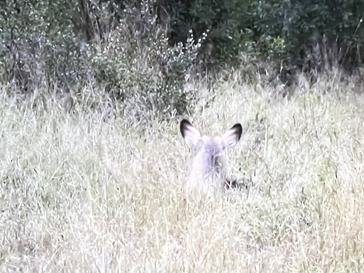 Waterbuck hiding #Wildearth