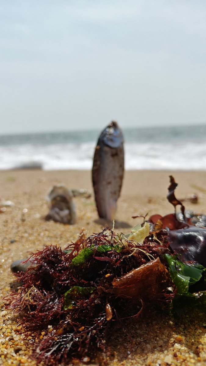 Elysian_skye's tweet photo. Beach  BBQ https://t.co/wcMmqDdNFq