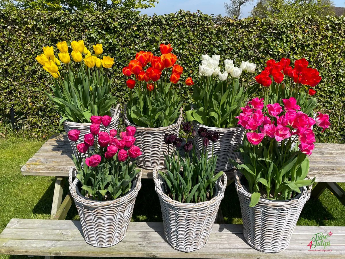🌷A colorful display of classic tulips in a mix of colors. Some inspiration for your own tulip garden in spring 2014. 

#time4tulips #inspirationoftheday #gardenlover #jardin #tulpen #hemelvaart #colorful #gardendesign