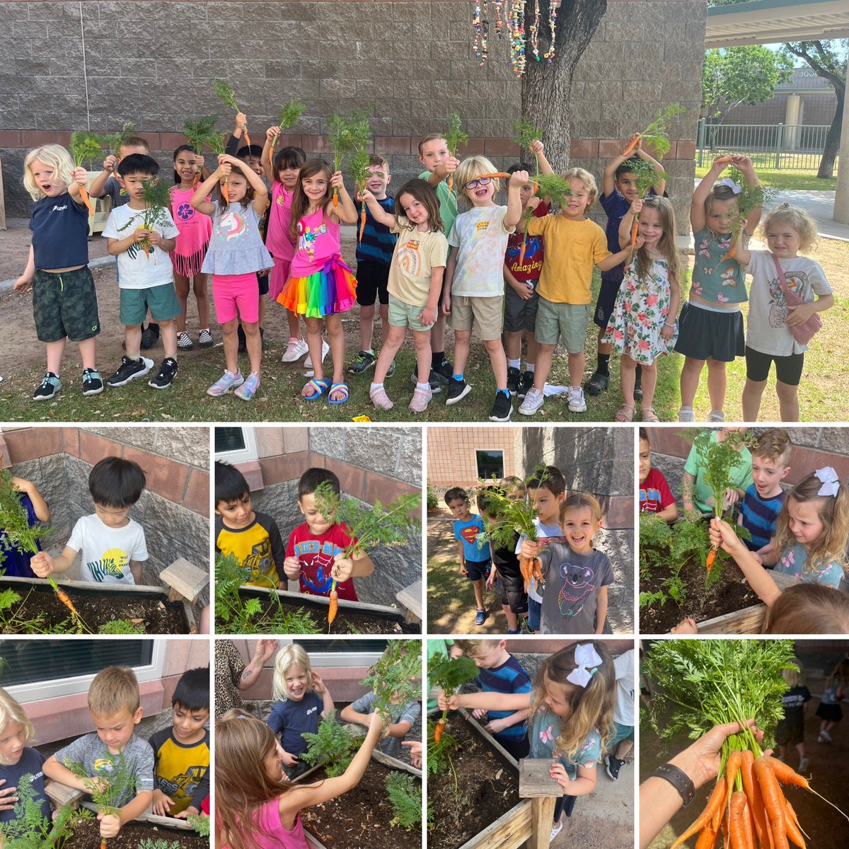 Community Ed Legend Springs PreK harvesting carrots for the second time this year!! To have a garden is to connect children with nature. <a href="/CommunityDv/">DVUSD Community Education</a> <a href="/DVUSD/">Deer Valley Unified School District</a> <a href="/LegendSprings/">Legend Springs</a>