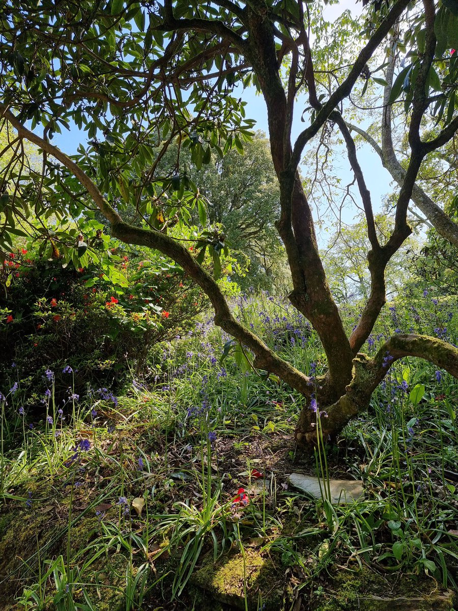 Another picture from the beautiful gardens at Trelissick 🥰

#gardens #garden #trelissickgardens #trelissick #nature #tree #flowers #spring #springflowers #bluebells #raw_uk #raw_landscape #nationaltrust #nationaltrustsouthwest #Cornwall #lovecornwall #artdabsimages