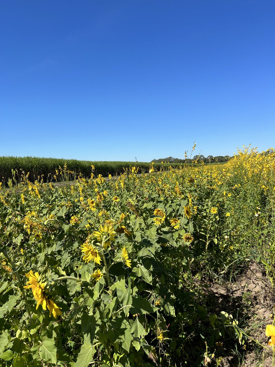 MartyConroy_9's tweet photo. Multi-Species work in sugarcane fallows at Mackay. Looking at nitrogen fixation as well as reef impact management strategies π±πΏβοΈπΎπ» https://t.co/jIKyLKtDdW