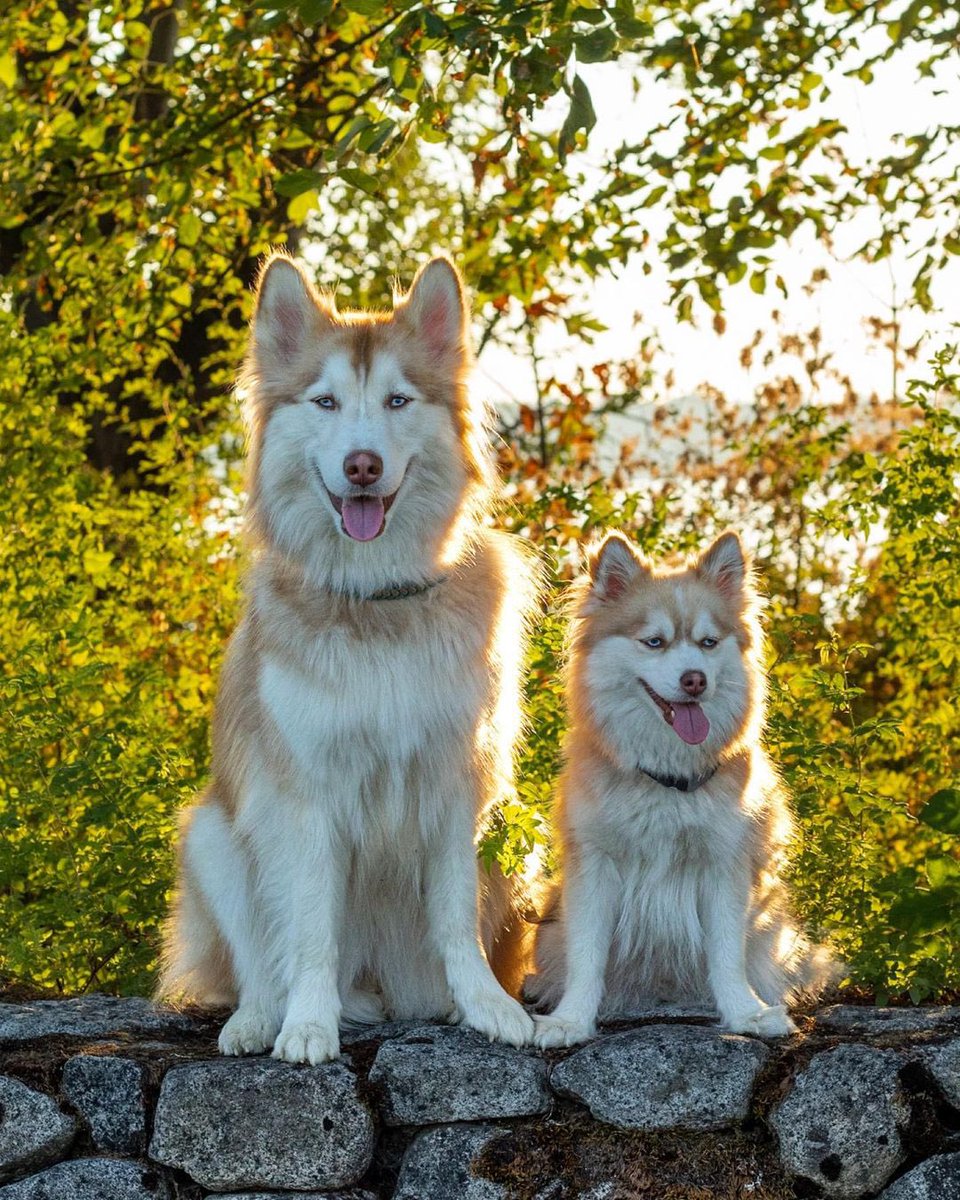 Joe82570716's tweet photo. The Jewish have better breeds than dogs, and always can win battles! 犹太人比狗的品种优良，能打胜战。 https://t.co/OAo521FPEv
