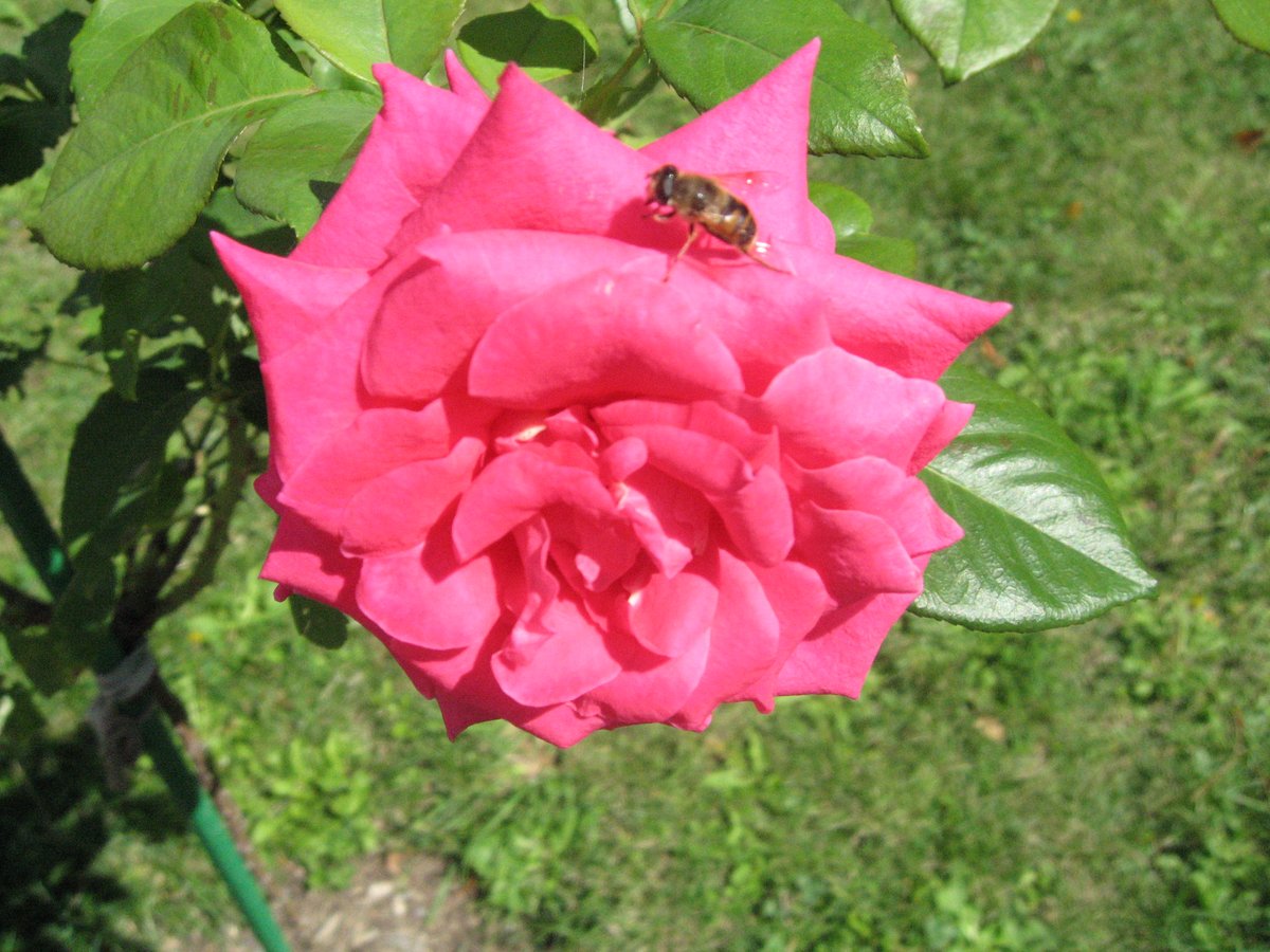 Nastromo 🇺🇦 ❤️ Memecoin tweet media