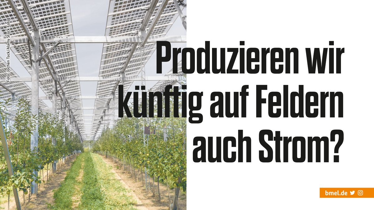 Das haben wir A. Steinhüser vom <a href="/FraunhoferISE/">Fraunhofer ISE</a> gefragt. Er untersucht den Nutzen und Einsatz von Agri-#Photovoltaik. Wie Landwirt*innen davon profitieren und welche Pflanzen sich dafür eignen, verrät er im Interview.

Zur neuen #forschungsfelder-Ausgabe ⇨ bmel.de/goto?id=66952