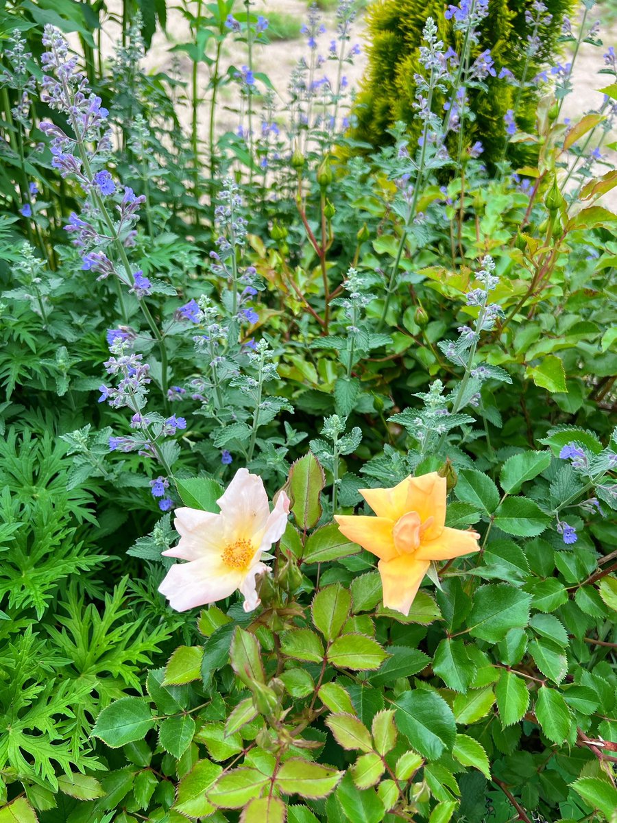 5월 18일 정원. 드디어 우리 정원이 일년 중 제일 예쁜 시기에 들어간다.