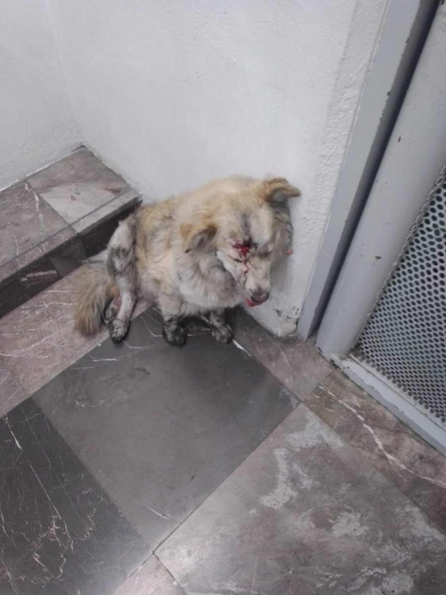 Rich_Arq's tweet photo. ‼️‼️🤬 MALTRATO ANIMAL 🤬‼️‼️
Estación Cerro de la Estrella #Iztapalapa #PaVariar Un masculino de aproximadamente 50 años intentó ingresar al #MetroCDMX con su mascota y le hicieron la indicación que no podía entrar, se metió a la fuerza soltando al Perrito y dándose a la fuga. Dicho Perrito cae a zona de vías y es rescatado por una #HéroeSinCapa #reconocimiento una compañera Inspectora Jefa de Estación Lucia Palma Arteaga para su atención veterinaria, baño y rehabilitación para ser adoptado por una persona responsable en el Centro Canino Metro @ctc_metro1 #AdoptaNoCompres