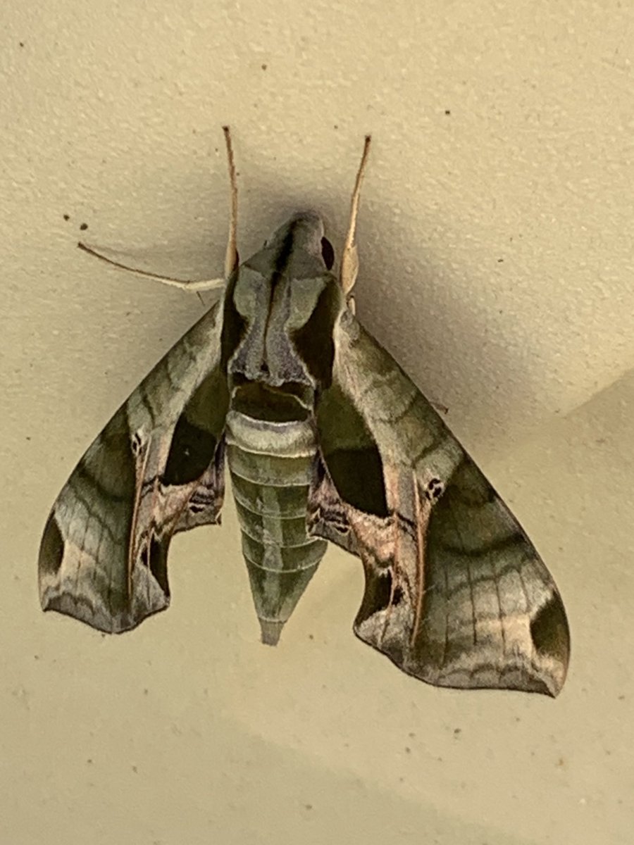 Third graders spotted this huge moth on one of the slides at recess today. So beautiful! ⁦<a href="/WGESdragons/">Walnut Grove ES</a>⁩