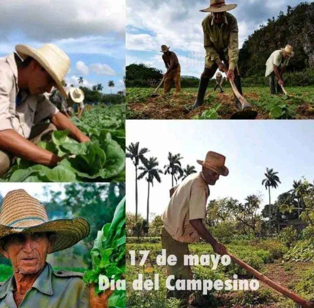 SamaMaribel's tweet photo. A los campesinos cubanos Felicidades.#Mayabeque. https://t.co/c8SVBtw8Ku