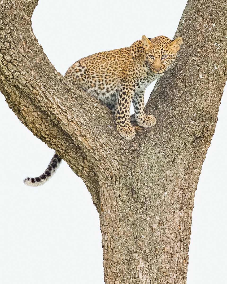 Cute Jilime | Masai Mara | Kenya 
#yourjourneystartshere #leopard #photographingwildlife #natgeoindia #majestic_wildlife_ #africanphotography #africancheetah #tufotonatgeo #world_bestanimal #nikonnofilter #magicalmasaimara #planetearth #thebigfive #earthinfocus