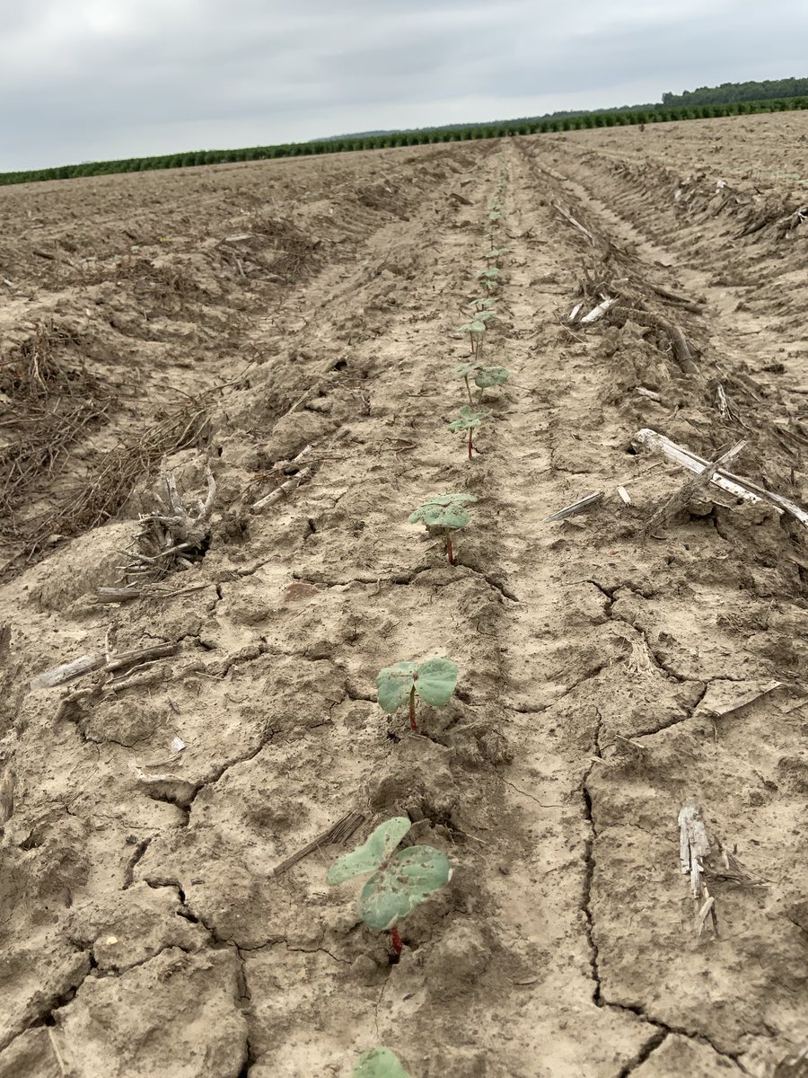 Bayer Crop Science, Scott LC tweet media