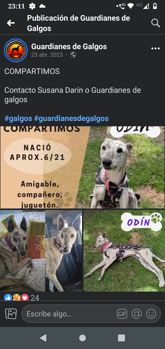 Littlemonchona's tweet photo. @mdkro Si necesitan un galgo a quien ponerle buzito Odín necesita alguien que le ponga buzito , si lo querés adoptar busca a guardianes de galgos en las redes , es hermoso merece alguien que lo ame 😍 https://t.co/iIFGDlNiAT