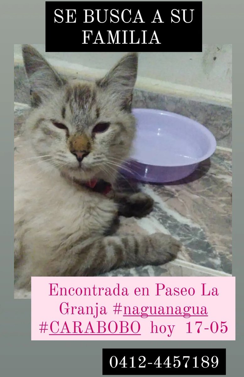 Se busca a su familia .. está linda carita lleva un collar rosado.  La tenían acorralada unos perros en #paseolagranja #naguanagua #Carabobo   AYÚDANOS A DIFUNDIR 🙏