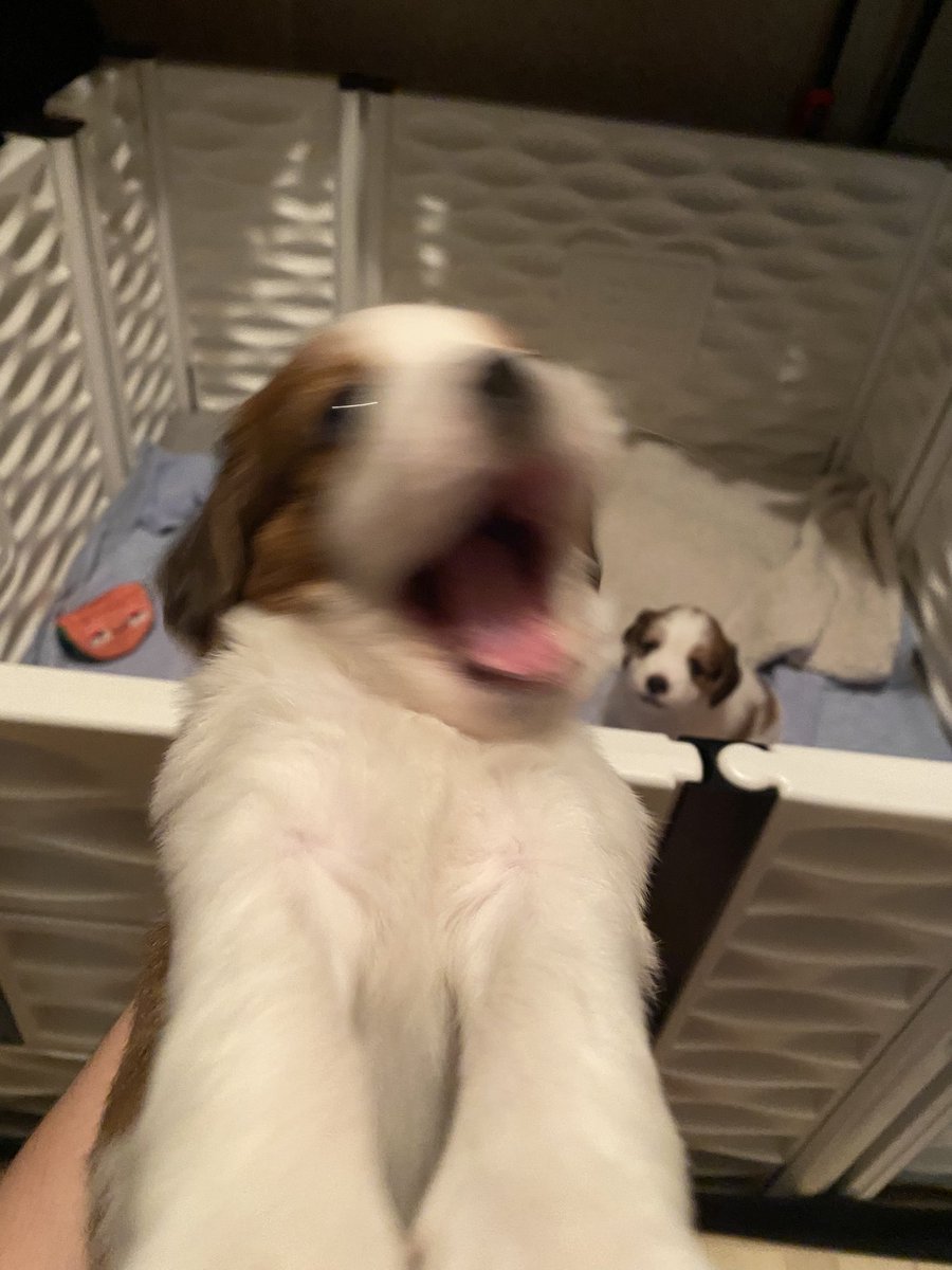 goblin mode