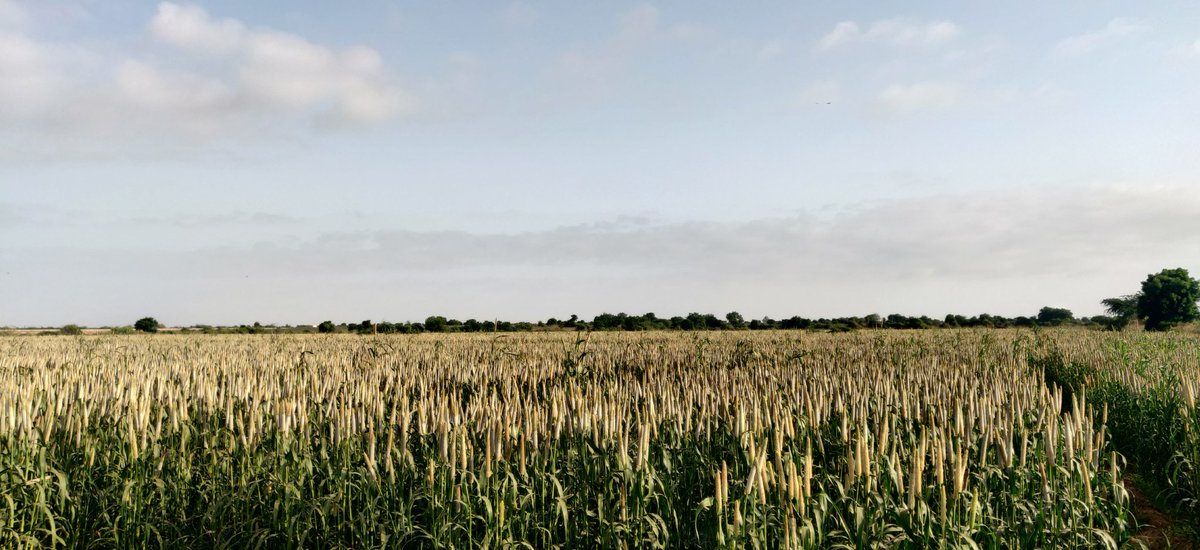 આપણી વાડી એ લહેરાતો બાજરા નો ઊભો પાક , પ્રચલિત લોક વાયકા મુજબ દેશ માં બાજરા ની સૌ પ્રથમ ખેતી કચ્છ નાં રાજવી લાખા ફુલાણી દ્વારા શરૂ કરવામાં આવેલ હતી . 

<a href="/narendramodi/">Narendra Modi</a> <a href="/IYM2023/">International Year Of Millets 2023</a> #ShreeAnna #IYM2023 #PeralMillet #InternationalMilletYear <a href="/FAO/">Food and Agriculture Organization</a> #Kutch #Gujarat