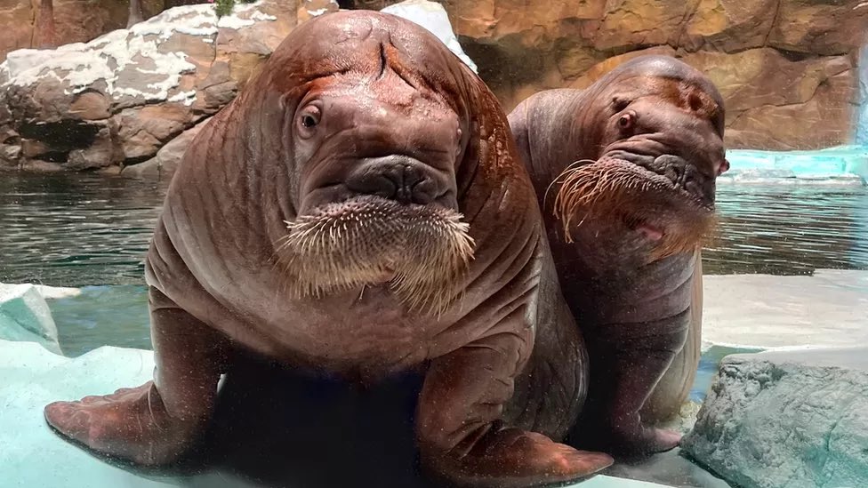 walruswhisperer's tweet photo. This is the very first image of Smooshi the walrus and her calf Koyuk living together. A moment I worked long and hard for. Worth every penny. Chills. https://t.co/91GmVf4dyo