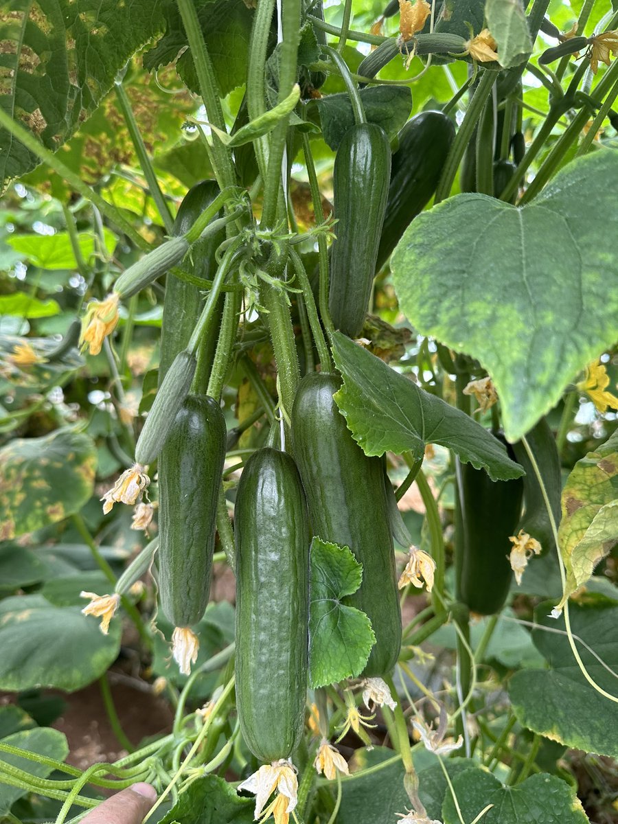 ModrenMv's tweet image. مؤسسة الرؤية الحديثة لكل مايخص الزراعة #ChampionsLeague #JENNIE #ManCityRealMadrid #نجران #نجران_الان #نباتات #صباح_الخير #الاستديو6 #زراعة