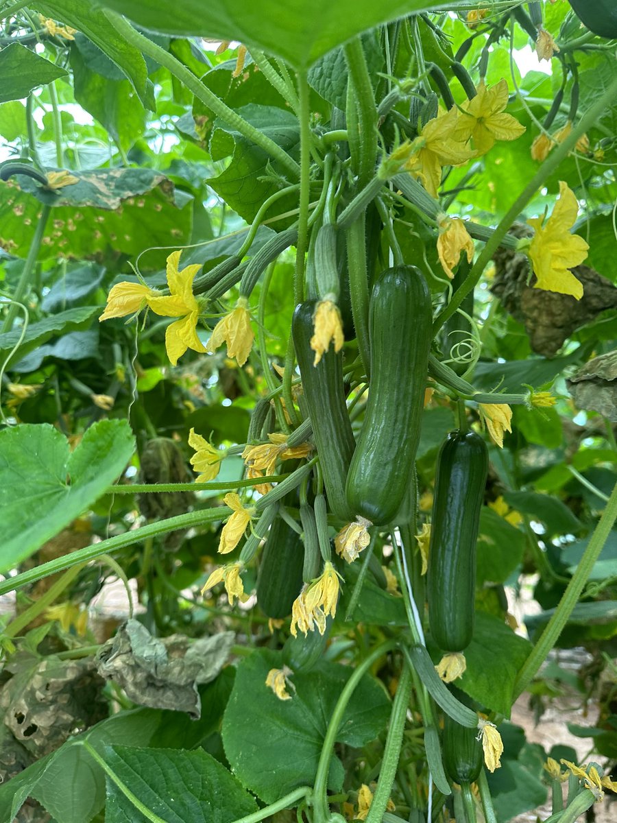 ModrenMv's tweet image. مؤسسة الرؤية الحديثة لكل مايخص الزراعة #ChampionsLeague #JENNIE #ManCityRealMadrid #نجران #نجران_الان #نباتات #صباح_الخير #الاستديو6 #زراعة