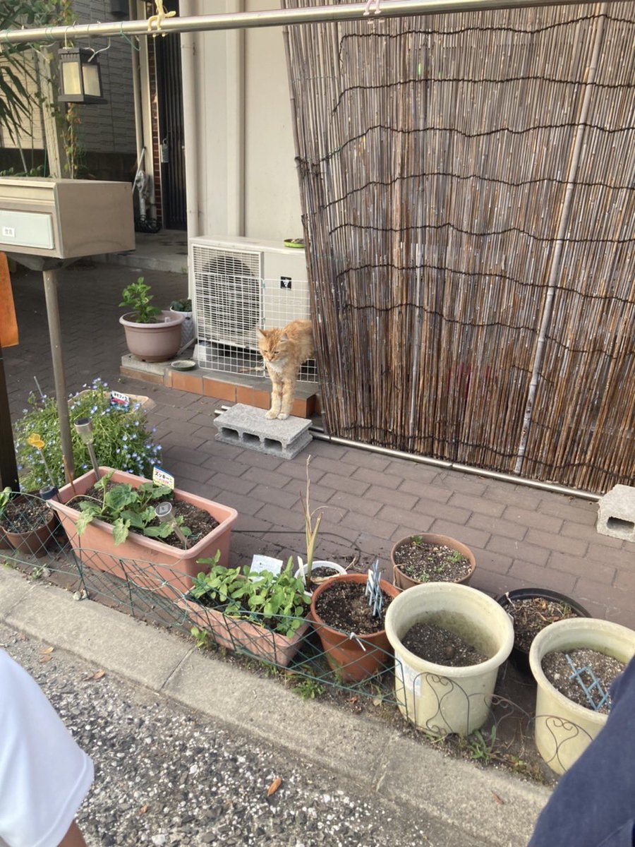 HkmyMam's tweet photo. @moko_5628 迷子になられた猫ちゃんですか？
飼い主さんが探されてるという事でよろしいですか？
この猫ちゃんのいる場所分かります！ https://t.co/5oG4MIAH41
