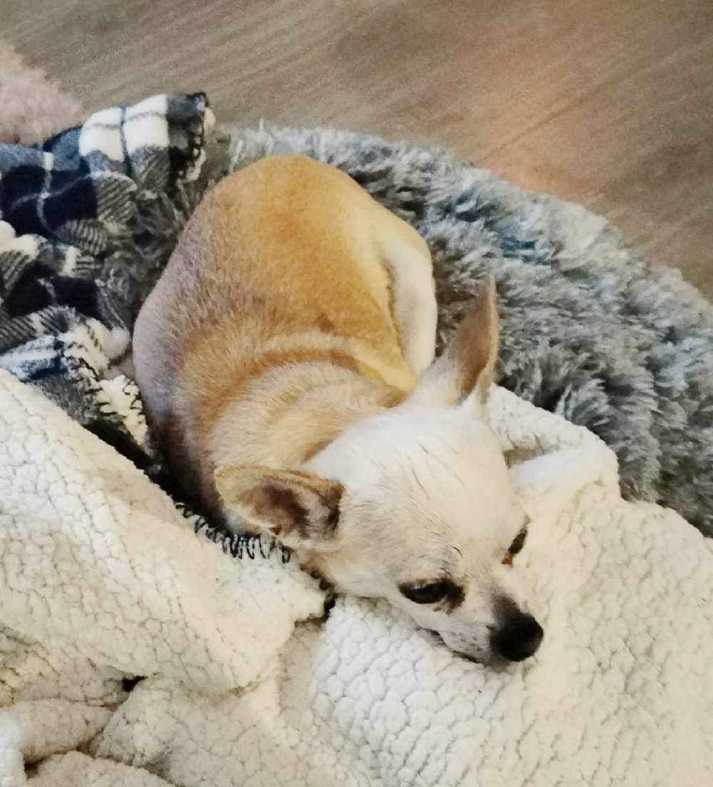ryyylyyy's tweet photo. i had to say goodbye to yet another of my childhood dogs today. 
she struggled with heart problems and her lungs, she had a really good life, the queen of the house. https://t.co/PRscUsLPGR