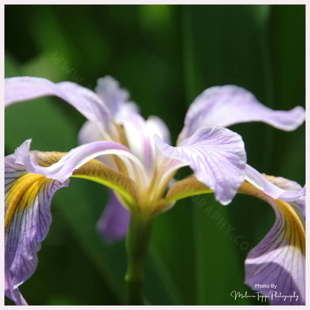 nature_buff's tweet photo. This #iris, which I believe is the #DixieIris (Iris hexagona), which lives in wet meadows, marshes and bogs in southeast USA. This particular one, was in #Louisiana.

#NatureWithMelanie #getoutside #explore #Pollinators #plantmoreflowers  #flowerphotography #flowerwallart https://t.co/9jLCZU3bkJ