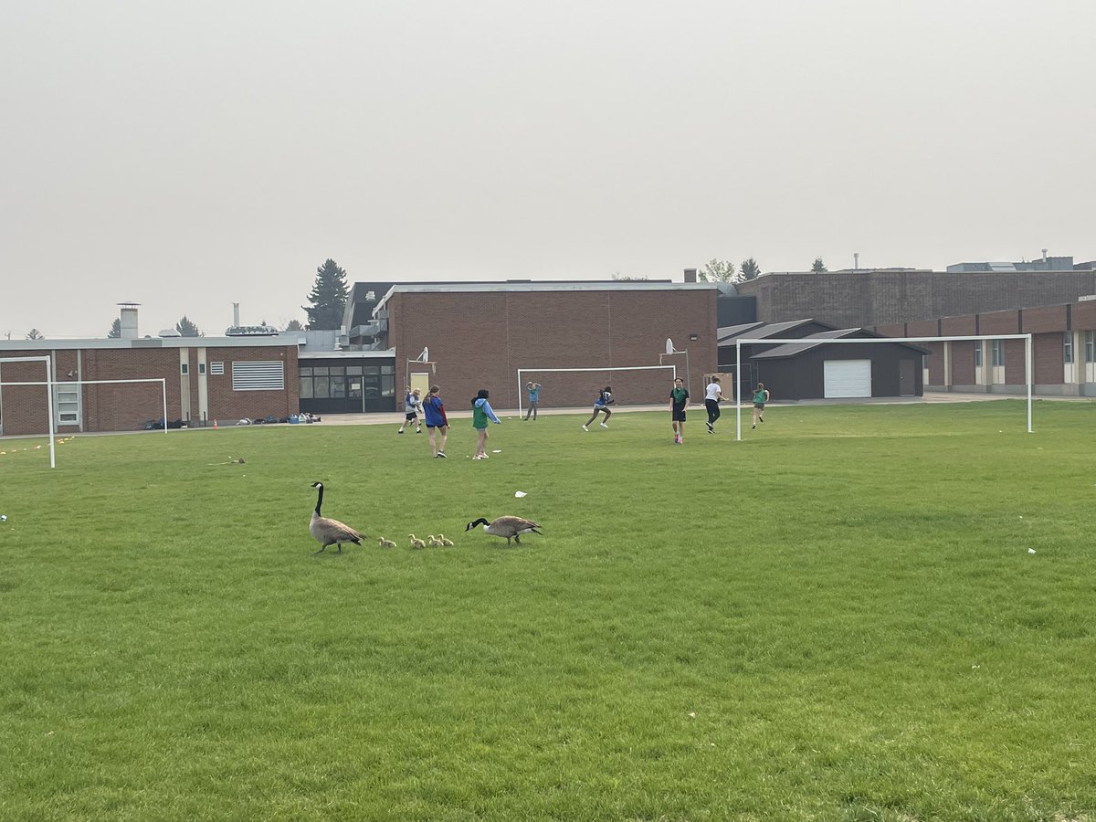 A family of geese came for a visit today!