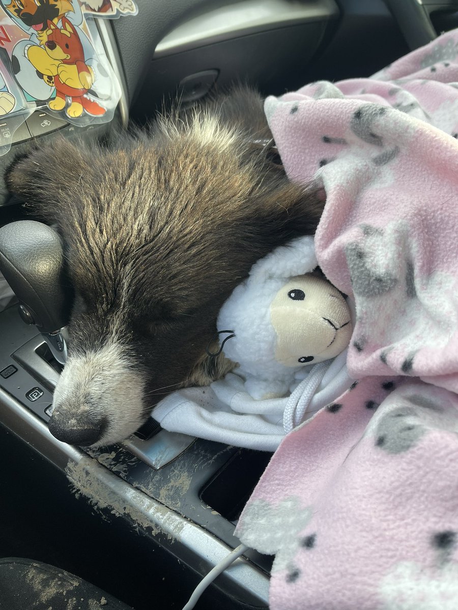 Tuckered out 😴