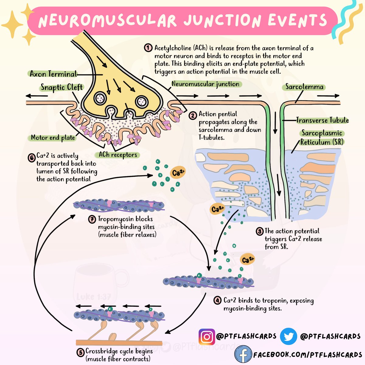 PTFlashcards's tweet photo. Summary of the events of contraction and relaxation in a skeletal muscle fiber ✨
Reference: Tortora, Gerard J., and Bryan Derrickson. Principles of Anatomy and Physiology. 12th ed, John Wiley & Sons, 2010.
#NMJ #Studygram #PTreviews #Medicine #MuscularSystem #Musculoskeletal https://t.co/Sj2uIpB6ah