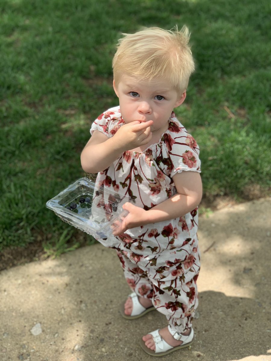 NancyGandrud's tweet photo. Remy, almost 2, and loving his blueberries. https://t.co/nu7izsXozY