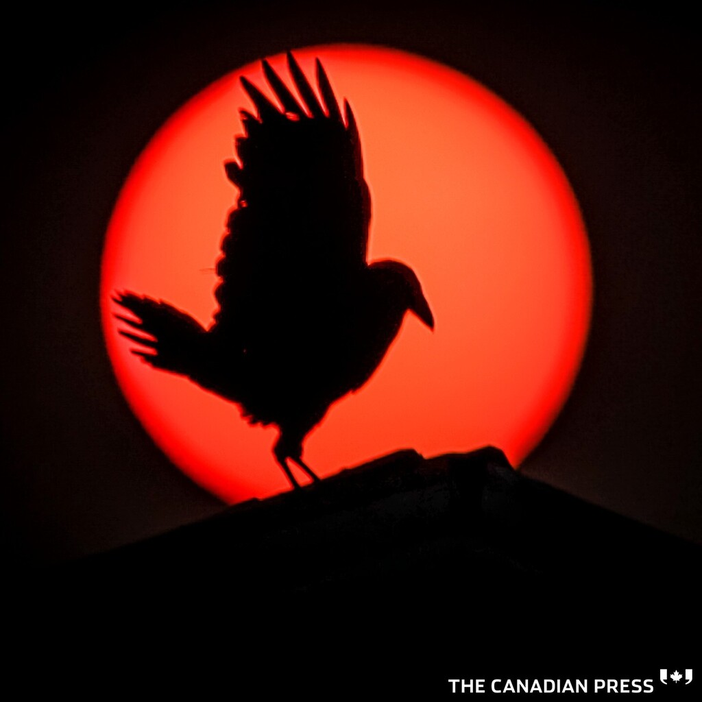 A raven lands on the roof of a barn as thick smoke from wildfires obscures the sun near Cremona, Alta., Wednesday, May 17, 2023. THE CANADIAN PRESS/Jeff McIntosh
.
.
.
.
.
#raven #smokey #sunset #alberta #albertacanada #wildfires #albertawildfires #wildf… instagr.am/p/CsXo1G7rJff/