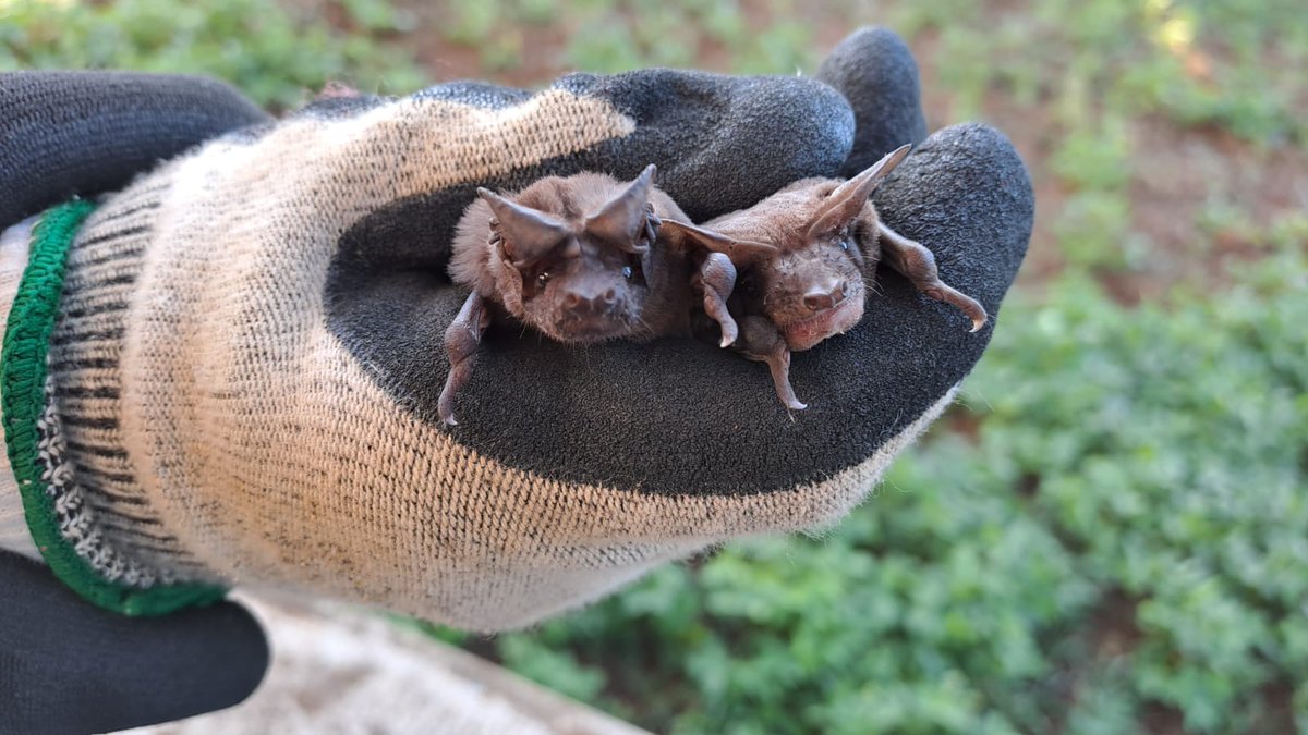 First bats captured in northern Madagascar are molossid species 🦇 They just need to jump out of the roost to hunt insects around croplands! Will we find agricultural pests in their faeces? @dlobo_wildlife