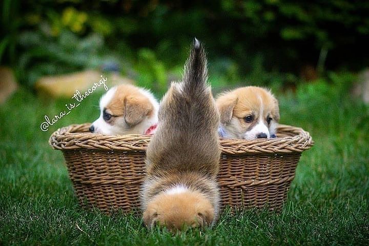LisaNSanders1's tweet image. So adorable 🥰❤️

#CorgiLover #puppies #corgination #tranding
