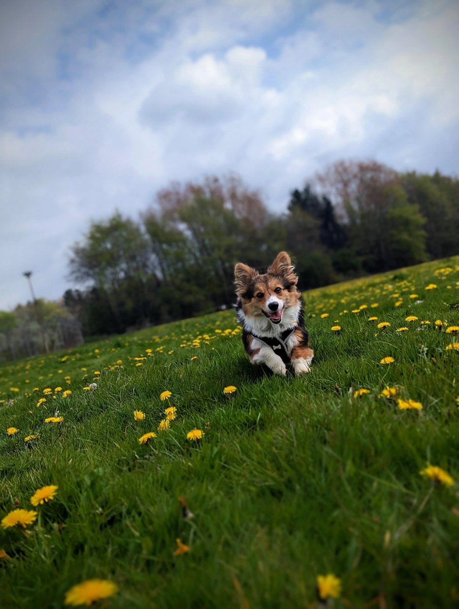 usadoglover1's tweet photo. How many of you also have a corgi named Athena?
.
#Corgi #CorgiLover #dogs #DogLover https://t.co/rcM68wKPxG