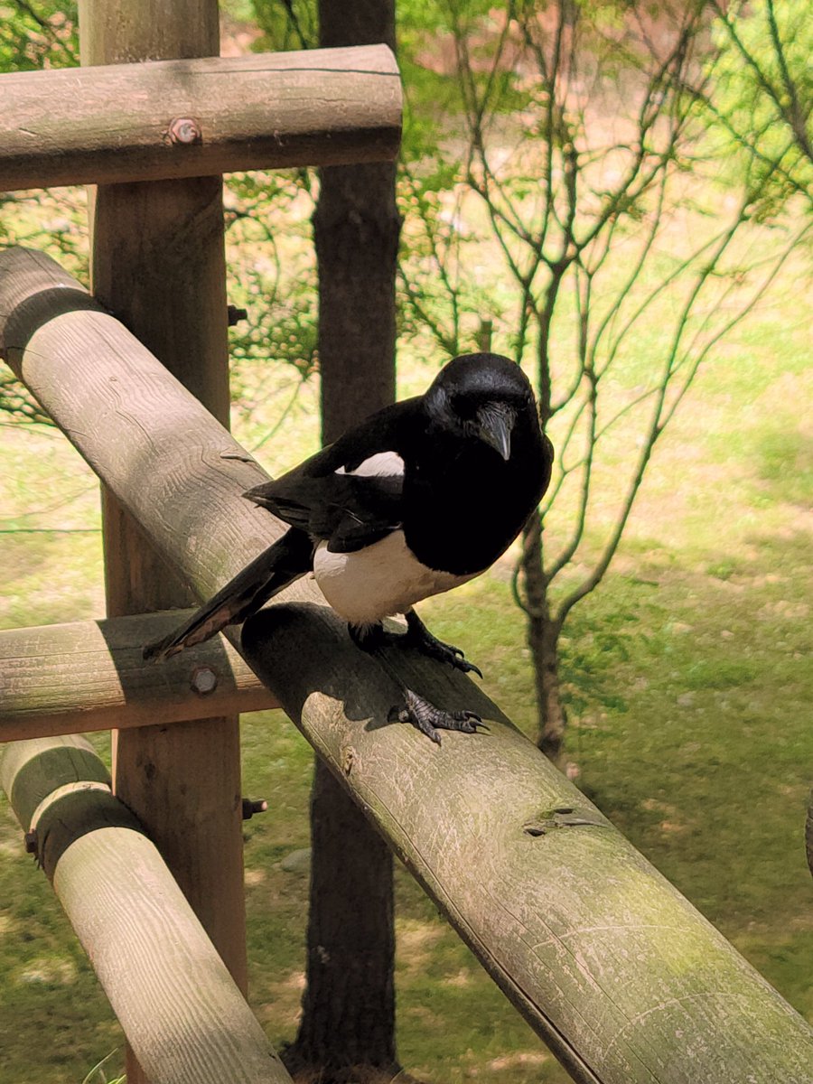 ひざ枕 tweet media