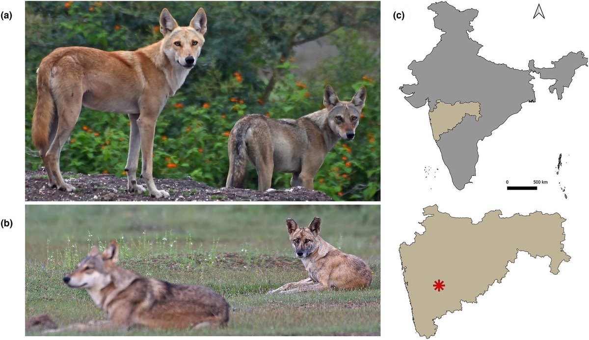 Abhinav_Tyagi_'s tweet photo. Publication Alert! 🐺🐕‍🦺
Here we document Wolf-Dog hybridization for the first time in India using non-invasive samples and NGS with the help of citizen science and wildlife enthusiasts.
 @uramakri @abi_vanak @tgtrustindia @godbole_mihir
#Dog #wolf #hybrid

https://t.co/91RZs8R2Zc https://t.co/LnLrWO2AK2
