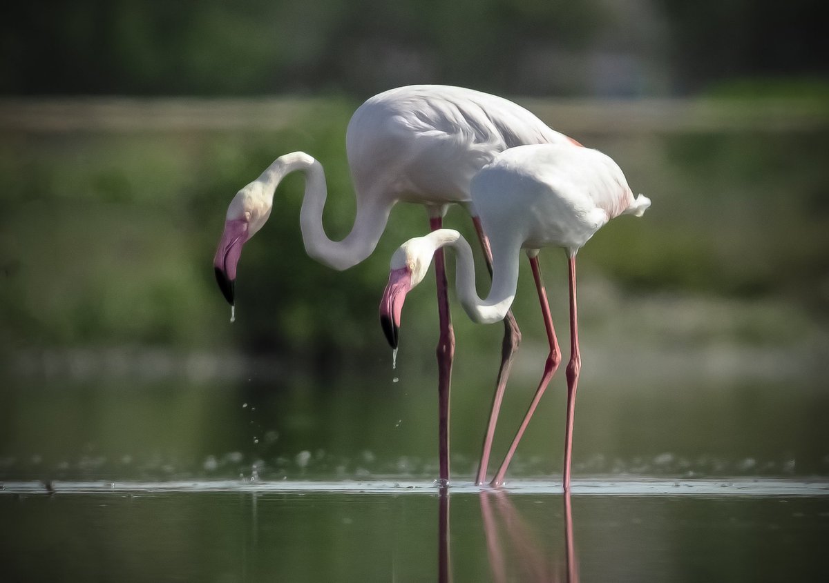 Greater flamingos
.
Clifton urban forest
@sindhwildlife @OrnithoPakistan @BBCEarth @Britnatureguide @dawn_com @Masoodlohar @urban_clifton @NikonIndia @NikonUSA @Natures_Voice @natgeowild @GreenPkTV