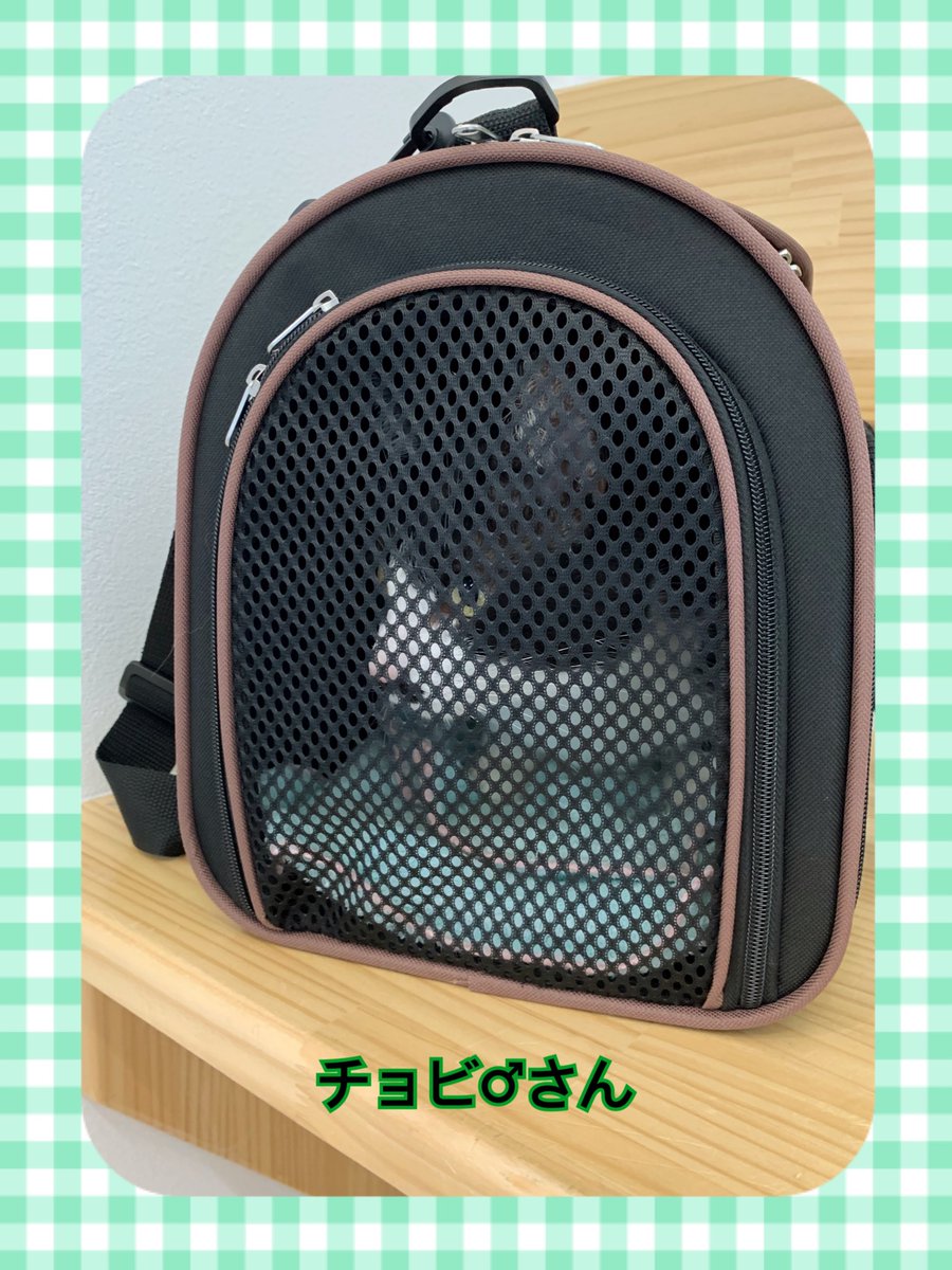 Yuni08573764's tweet photo. 今日は飼い猫達のワクチン💉と
健康診断でした。🏥🐈‍⬛🐈‍⬛
ビビ♂→5.6kg
チョビ♂→4.9kg
又一年、大きな病気等せずに、元気に
過ごせます様に。😌🙏✨

#フレンズ動物病院
#猫の居る暮らし
#黒猫
#はちわれ猫
#癒し猫 https://t.co/j7G75bdDsN