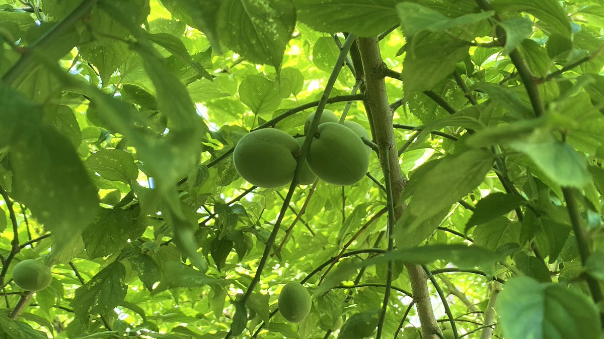 CameraMog's tweet photo. 今年も梅の実がたくさん実ってる🌳

#カメラ初心者
#カメラ女子
#自然
#風景 https://t.co/AbkECzOedB