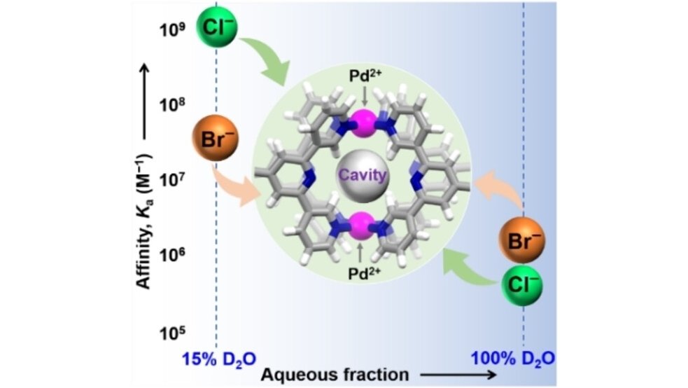 ChemEurJ's tweet image. A template-free Pd2L4 cage with up to nanomolar affinity for chloride in aqueous solutions (Chand et al. @DillipKChand @GroupChand @DevanMSV @iitmadras) onlinelibrary.wiley.com/doi/10.1002/ch…