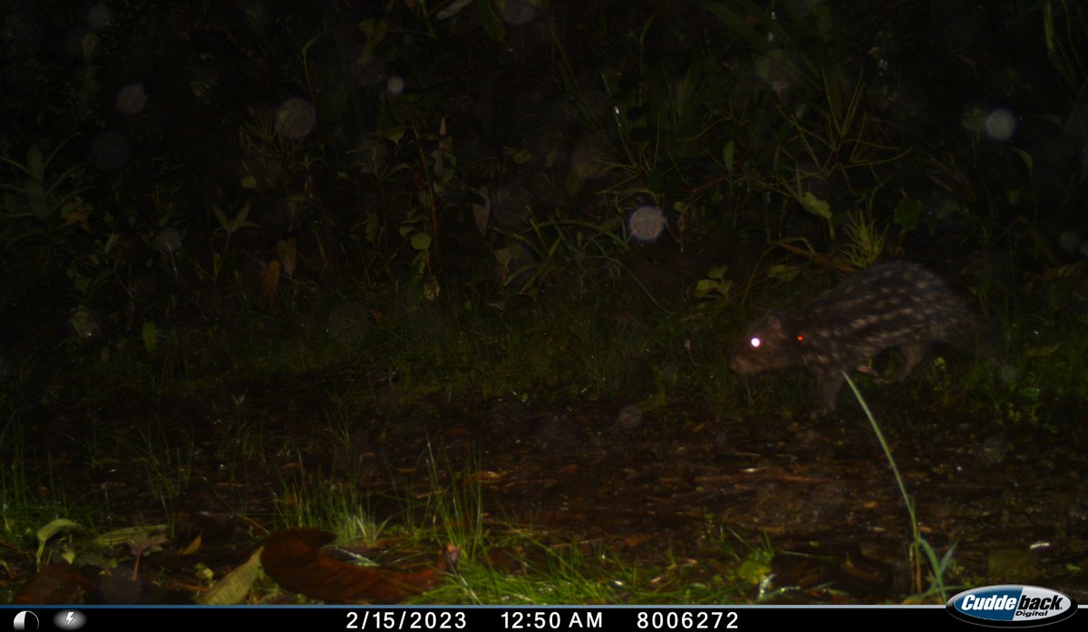Serraniagua's tweet photo. Buenas noticias desde el monitoreo y la conservación comunitaria: el puma, los pecaríes y las guaguas continúan siendo los protagonistas en la Serranía de los Paraguas. Brindemos, esto es salud en el Bosque de niebla, SALUD POR TODOS! https://t.co/OYKfn44LFG