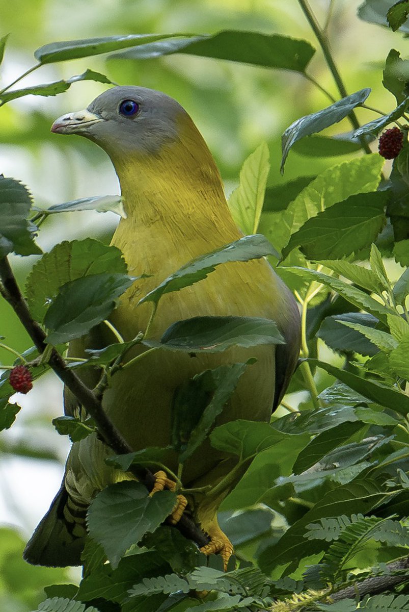 Yellow Footed Green Pigeon 
@natgeo @natgeowild @bbcwildlifepotd @bbcwildlifemagazine @wwf @newbig5project @igscwildlife @discoverychannelin @NIffeatue @indianwildography @birdnames_en @WorldPhotoDaily @NikonIndia