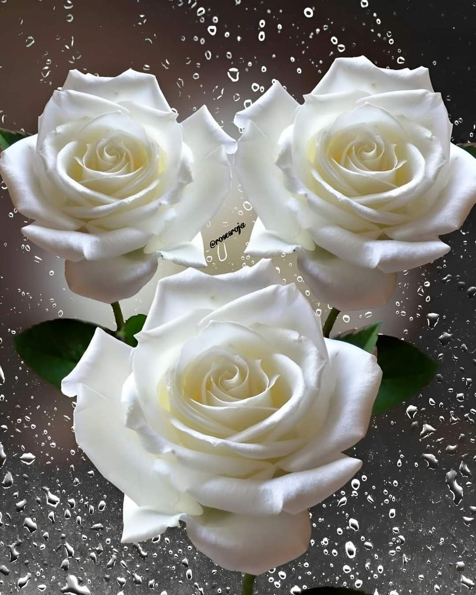 alaa amy tweet media